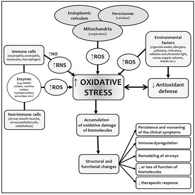 Oxidative Stress and Bronchial Asthma in Children—Causes or Consequences?